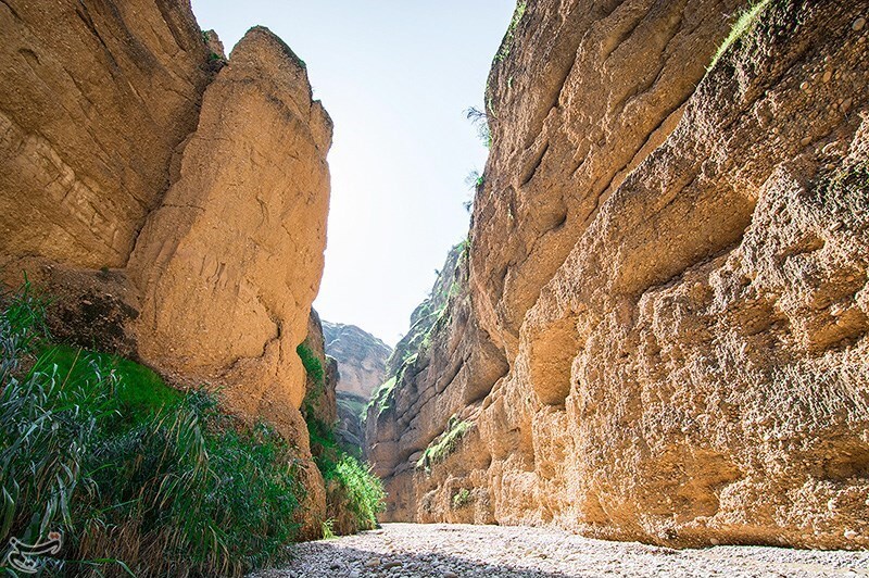 کول خرسان